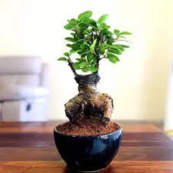 Indoor Bonsai Plants